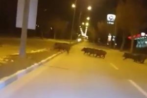 A&ccedil; kalan yaban domuzları şehre indi