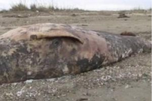 6 metrelik balina karaya vurdu