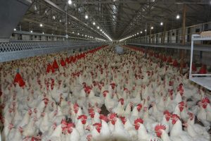 Bursa tavuklarıyla zirveyi zorluyor!