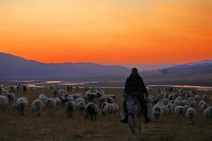 Doğuda yayla sevinci s&uuml;r&uuml;yor
