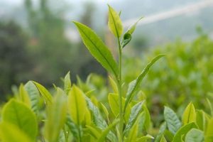 '&Ccedil;ay Borsası' yaş &ccedil;ay ve kuru &ccedil;ay fiyatlarını artırdı