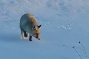 Tilkiyi b&ouml;yle besledi