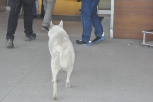 Bursa'da sadık k&ouml;pek acil kapısında sahibini b&ouml;yle bekledi