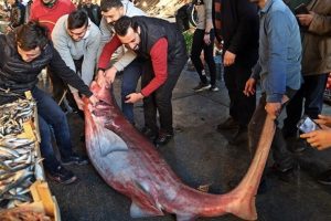 Mersin'de 4 metrelik k&ouml;pek balığı yakalandı