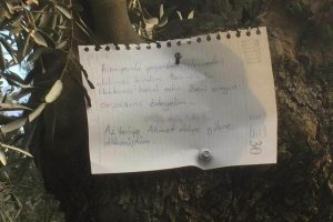 Bursa'da zeytin ağacına astığı not duygulandırdı
