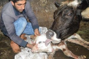 Besicinin ineği &ccedil;ift başlı buzağı doğurdu