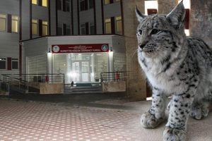 Kız &ouml;ğrenci yurdunun bah&ccedil;esine vaşak girdi