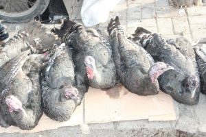 Şanlıurfa'da hindilere ilgi olmadı