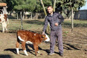 Bu buzağı 1 milyon dolar