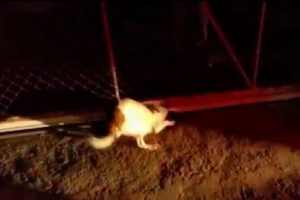 Kafası kapıya sıkışan k&ouml;peği itfaiye kurtardı