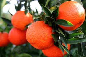 Turun&ccedil;gilde ihracat şampiyonu mandalina oldu