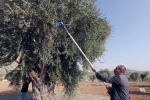Organik zeytinyağı &uuml;retimi kısa filmle anlatıldı
