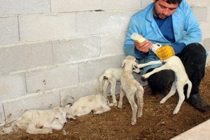 Antalya'da beşiz kuzu şaşkınlığı