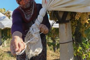 Tarım sigortalarında kadınlara ve gen&ccedil;lere y&uuml;zde 5 indirim m&uuml;jdesi