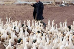 20 kazla başladı, hedefi &uuml;&ccedil; yılda 50 bin kaz