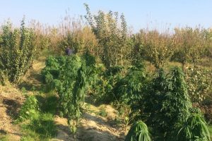 Lice'de el yapımı patlayıcı ve 1, 8 kilo esrar ele ge&ccedil;irildi