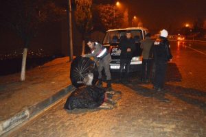 Jandarmanın t&uuml;m &ccedil;abası yaralı eşek i&ccedil;in