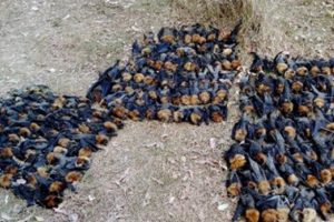 Aşırı sıcakta haşlanıp &ouml;len yarasalar dehşete d&uuml;ş&uuml;rd&uuml;