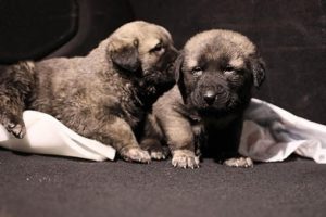 Boya imalathanesinde yangın paniği! Yavru k&ouml;pekler...