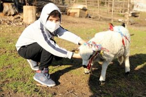 Lösemili Arda'nın 'kuzu' hayali gerçekleşti 
