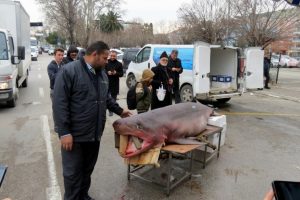 Bursa Mudanyalıların k&ouml;pek balığı sevgisi
