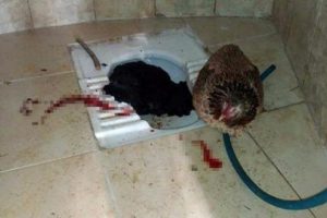 Mezarlık tuvaletinde dehşet veren olay! Kanlar i&ccedil;inde...
