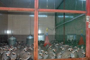 12 bin kınalı keklik doğaya salındı