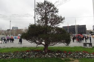 Taksim Meydanına serçe akını