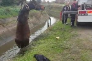 Sulama kanalına d&uuml;şen atı itfaiye ekipleri kurtardı