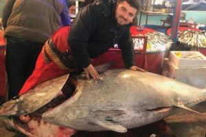 İzmir'de 523 kilo ağırlığında orkinos yakalandı