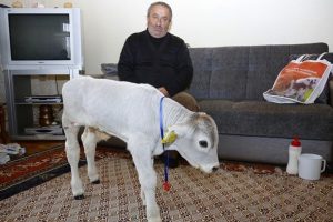 Premat&uuml;re buzağı '&Uuml;mitcan'ı evinde besliyor