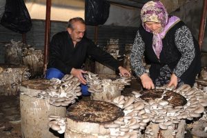 Kayın mantarı muhtarın ge&ccedil;im kaynağı oldu