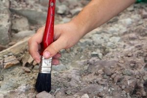 Kanada'da 508 milyon yıllık solucan fosilleri bulundu