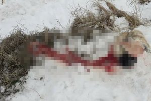 A&ccedil; kalan kurtlar k&ouml;peği yedi