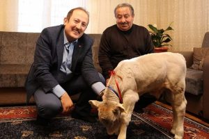 Premat&uuml;re doğan buzağıya validen altın
