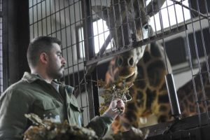 Bursa'da hayvanat bahçesinde Afrika'dan getirilen hayvanlara kış uygulaması