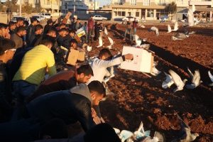 Şanlıurfa'da 'kuş d&ouml;k&uuml;ş&uuml;' heyecanı yaşandı