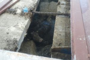 Atık &ccedil;ukuruna d&uuml;şen inek 3 saatte kurtarıldı