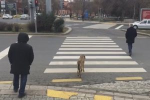 K&ouml;pek kırmızı ışıkta bekledi, yaya ge&ccedil;ti
