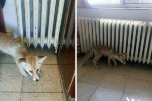 Karayolları'nın davetsiz misafiri tilki