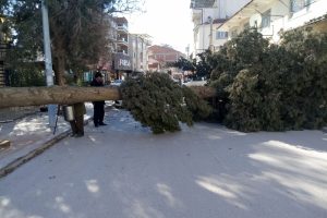 Fırtına ağa&ccedil;ları yerinden s&ouml;kt&uuml;!