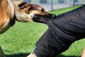 K&ouml;pek ısırdı, 7 yıl sonra 7 bin lira tazminat kazandı