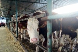 Bursa'da TİGEM'in "taşıyıcı anne"leri ilk yavrularını d&uuml;nyaya getirdi