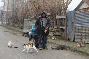 Sokak hayvanları S&uuml;heyla teyzenin yolunu g&ouml;zl&uuml;yor