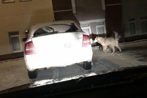 Şehir merkezine kurt indi!