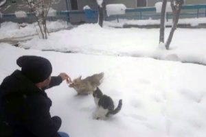 A&ccedil; kalan tilkiyi elleriyle beslediler