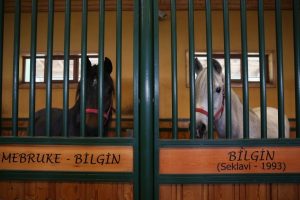 Bursa TİGEM'de "Bilgin" efsane "Caş"ın tahtına g&ouml;z&uuml;n&uuml; dikti