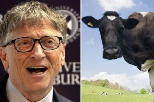 Bill Gates s&uuml;per inek projesi i&ccedil;in 40 milyon dolar b&uuml;t&ccedil;e ayırdı