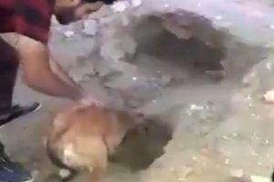 Toprak altında kalan yavrularını kurtarmayı başardı