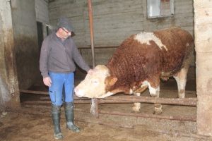 900 kiloluk danasını Mehmet&ccedil;ik'e bağışladı
